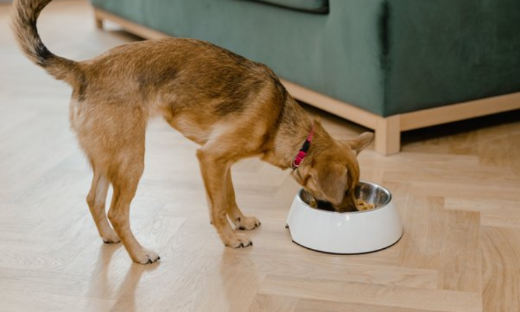Purina ONE Vs. Rachael Ray Nutrish: Puppy Food Ingredients Face-Off
