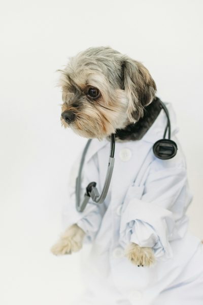 puppy-foods-about-us puppy-foods-about-us