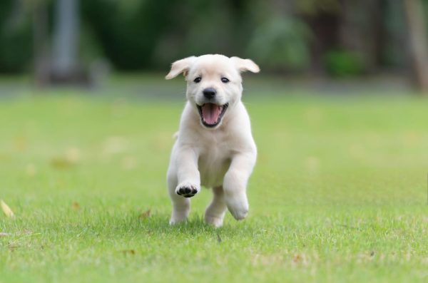 puppy-foods-header-image-3