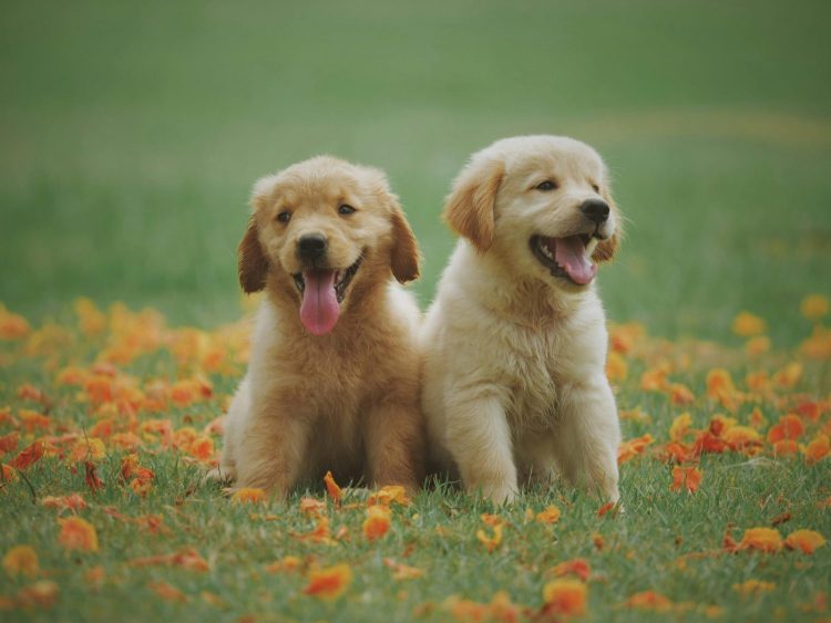 puppy-foods-header-image